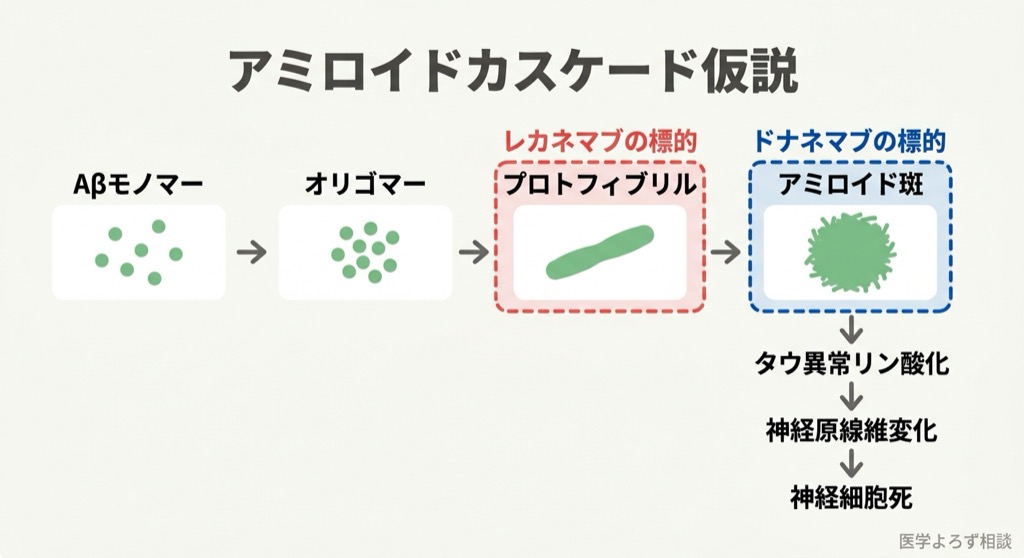 アミロイドカスケード仮説の分子メカニズム図。Aβモノマーからプロトフィブリル、アミロイド斑への凝集過程と、タウ異常リン酸化、神経細胞死に至る経路を示す