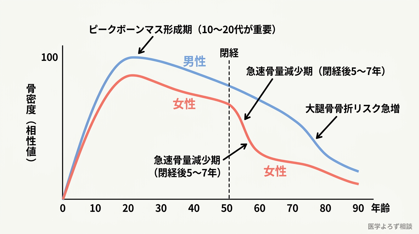 男女の年齢別骨密度変化グラフ。20代でピークを迎え、女性は閉経後に急速低下、男性は緩やかに減少