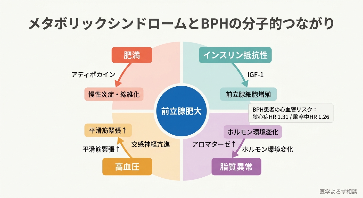 前立腺肥大症とメタボリックシンドロームの分子的つながり