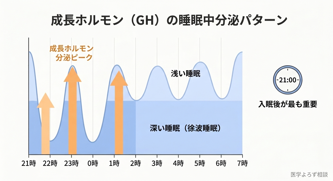 成長ホルモンの睡眠中分泌パターン。入眠後の深い睡眠（徐波睡眠）で分泌ピークが訪れることを時間軸で図示