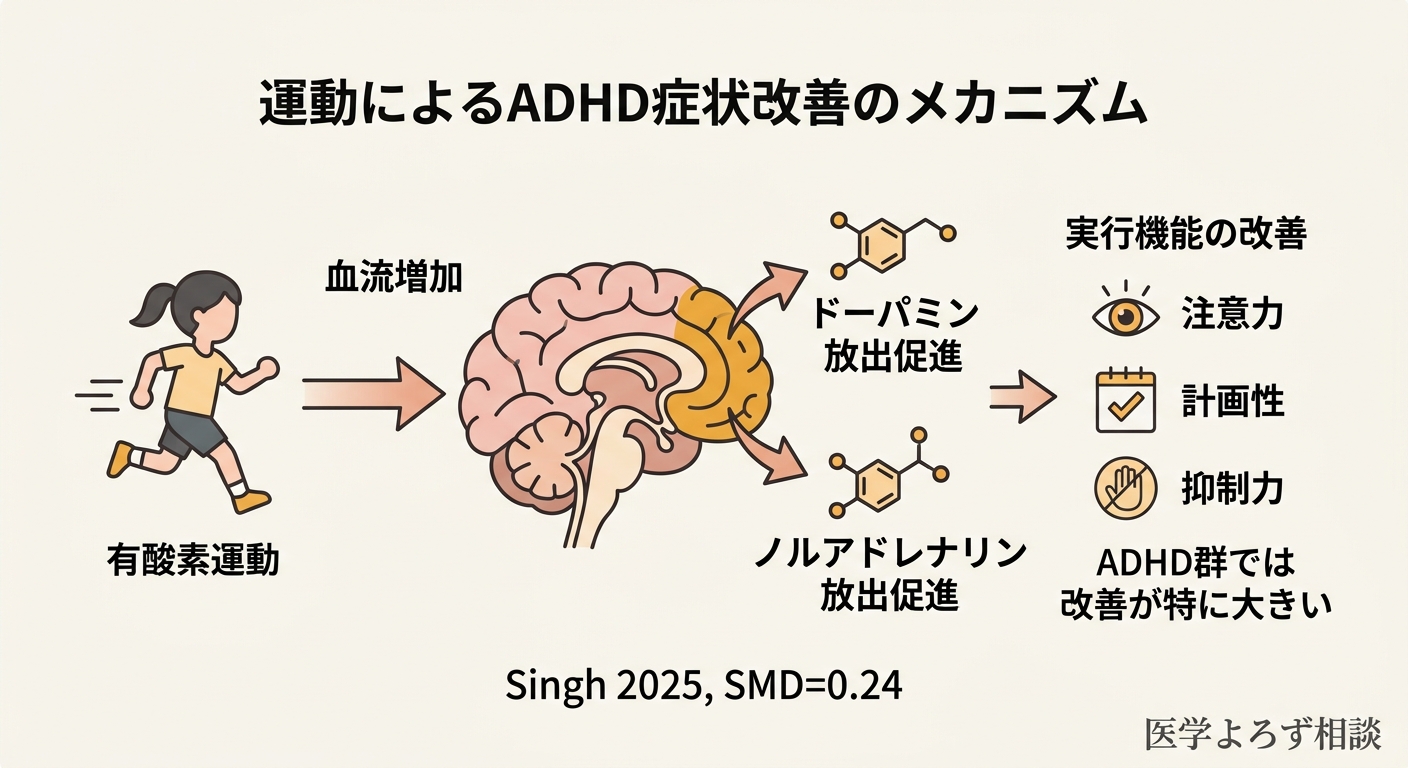 運動による実行機能改善のメカニズム。ADHD児における運動の効果をエビデンスとともに示す概念図