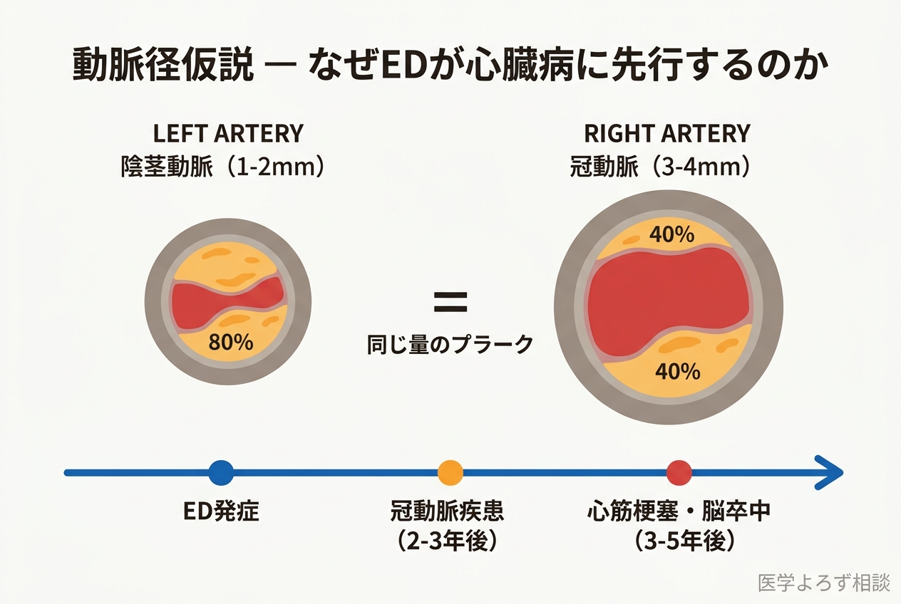 動脈径仮説の図解：陰茎動脈（1-2mm）と冠動脈（3-4mm）の断面比較。同量のプラークで陰茎動脈が先に閉塞し、ED発症→冠動脈疾患（2-3年後）→心筋梗塞・脳卒中（3-5年後）のタイムラインを表示