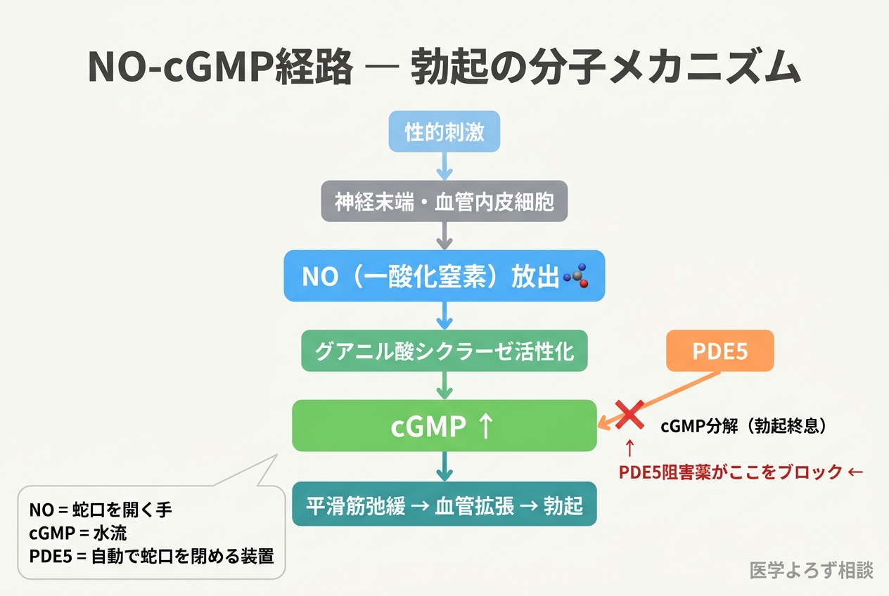 NO-cGMP経路のフローチャート：性的刺激→NO放出→cGMP産生→平滑筋弛緩→勃起。PDE5がcGMPを分解し、PDE5阻害薬がそれをブロックする