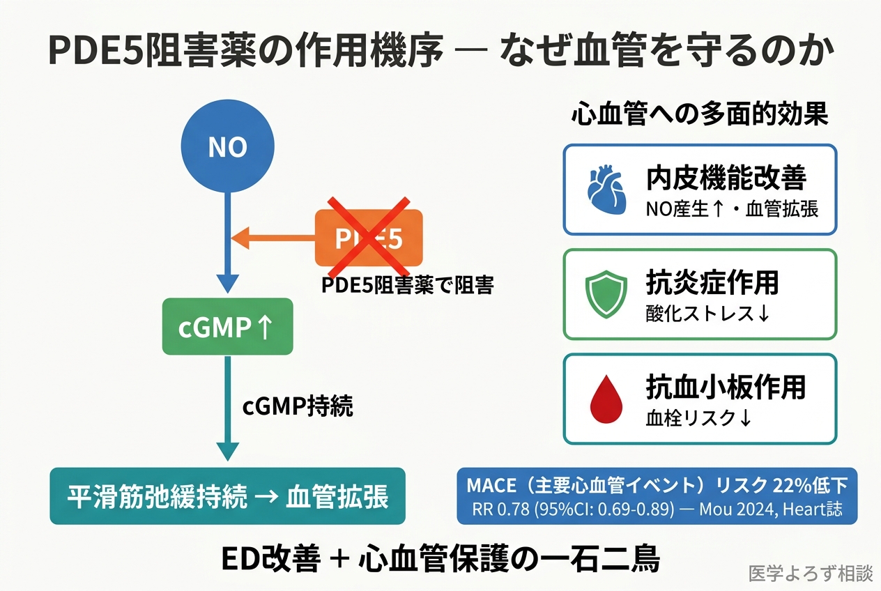PDE5阻害薬の作用機序：PDE5を阻害してcGMPの分解を防ぎ、血管拡張を持続させる。心血管への多面的効果（内皮機能改善・抗炎症・抗血小板）とMACEリスク22%低下のデータも表示