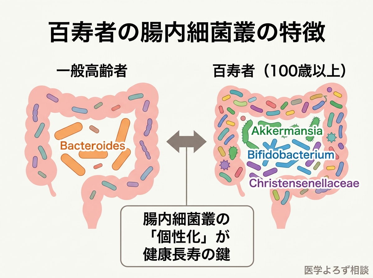 百寿者と一般高齢者の腸内細菌叢の違いを示す比較図。百寿者ではAkkermansia、Bifidobacteriumが豊富で、菌叢の個性化が進んでいる
