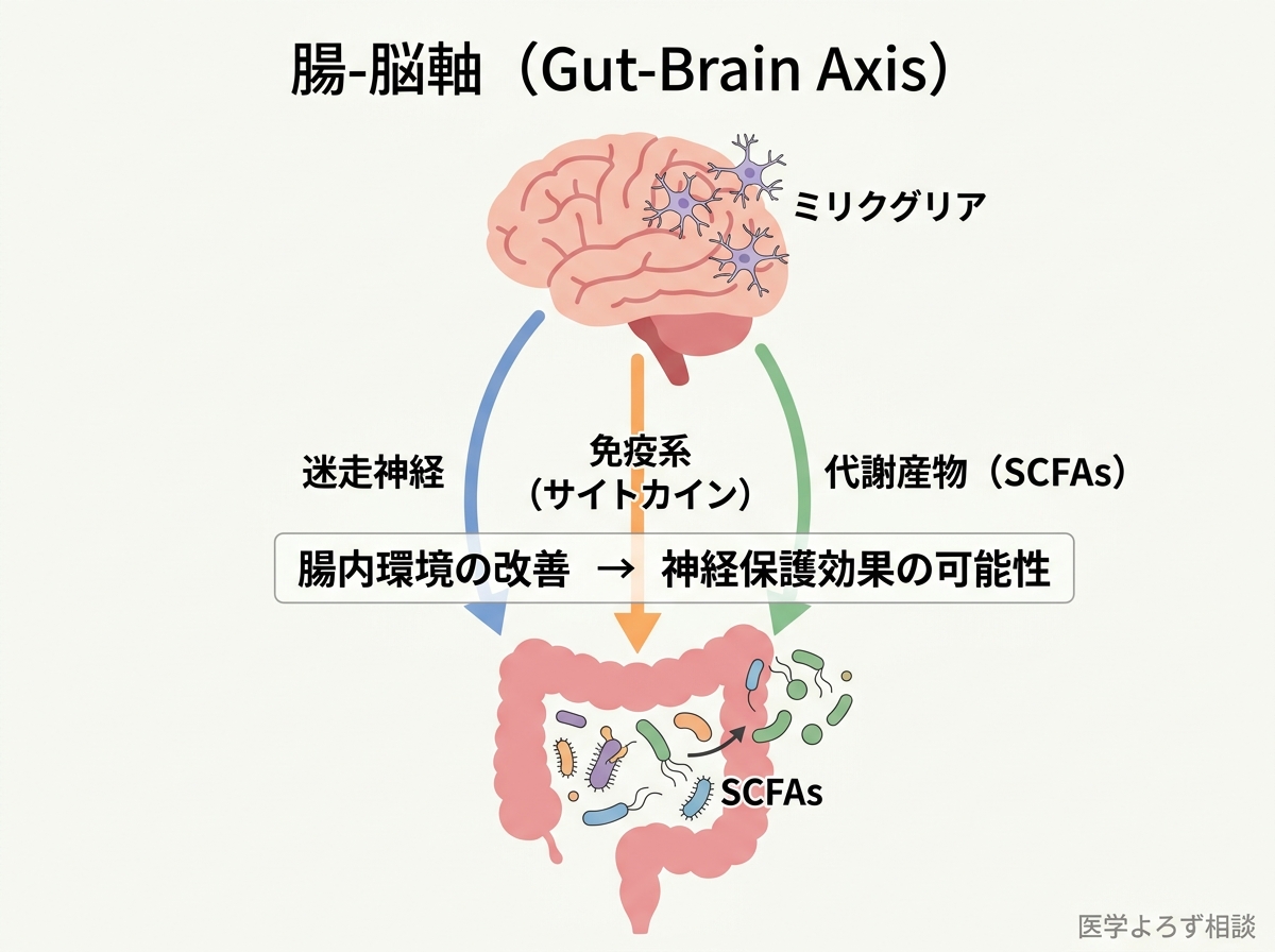 腸-脳軸の双方向コミュニケーションを示す図。迷走神経、免疫系、短鎖脂肪酸を介した情報伝達を描く