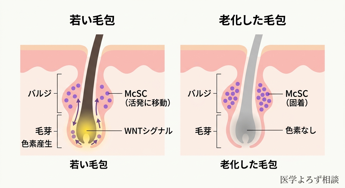 若い毛包と老化した毛包におけるメラノサイト幹細胞（McSC）の動態の比較図