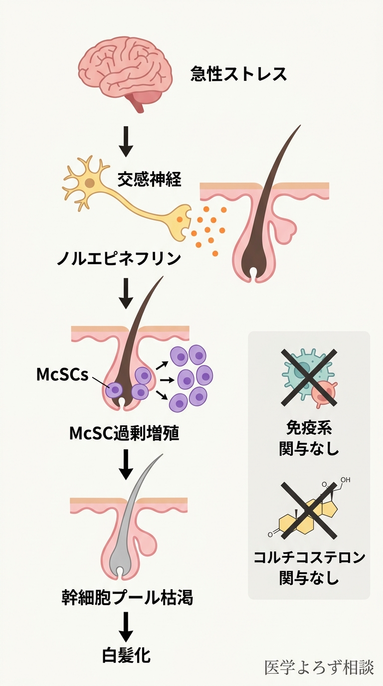 ストレスによる白髪化のメカニズム：急性ストレス→交感神経→ノルエピネフリン→McSC過剰増殖→幹細胞プール枯渇→白髪化