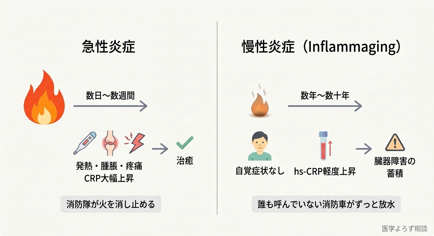 急性炎症と慢性炎症の比較図