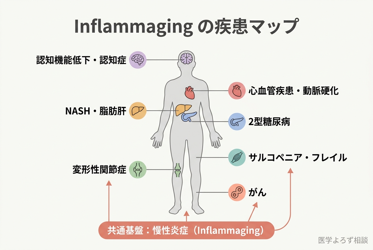 Inflammagingが全身の臓器に引き起こす疾患マップ