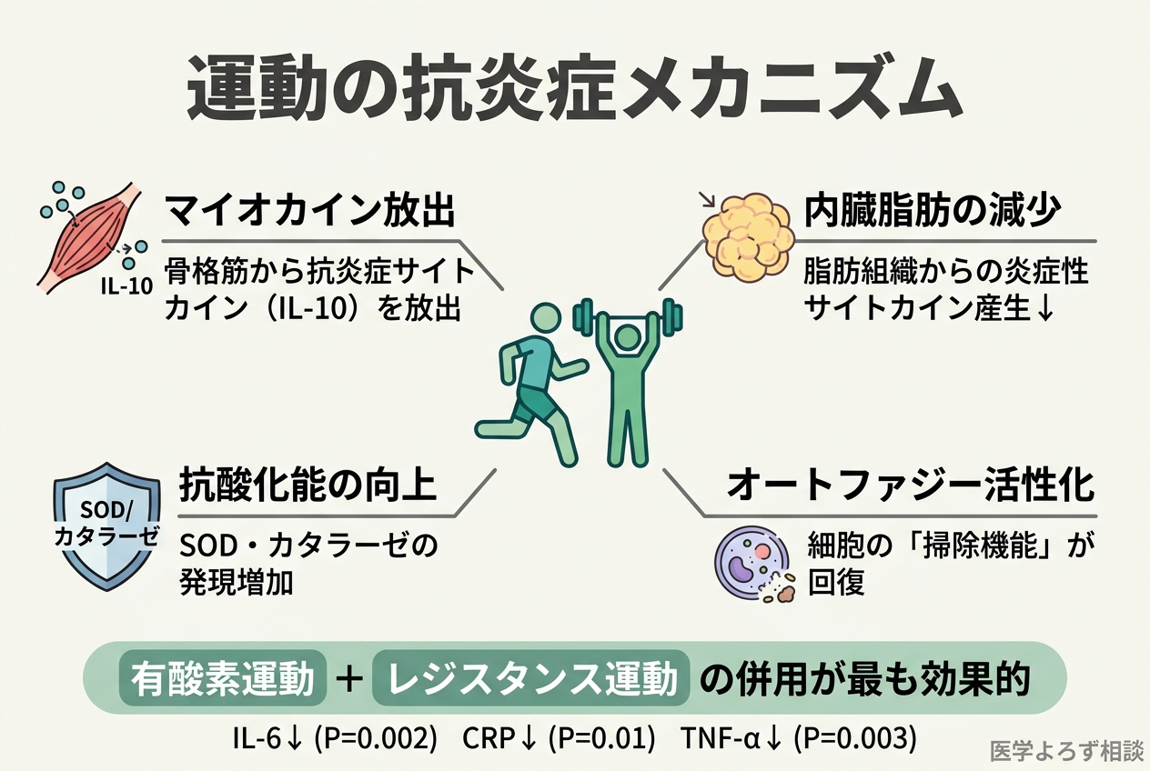 運動の抗炎症メカニズムを示す図