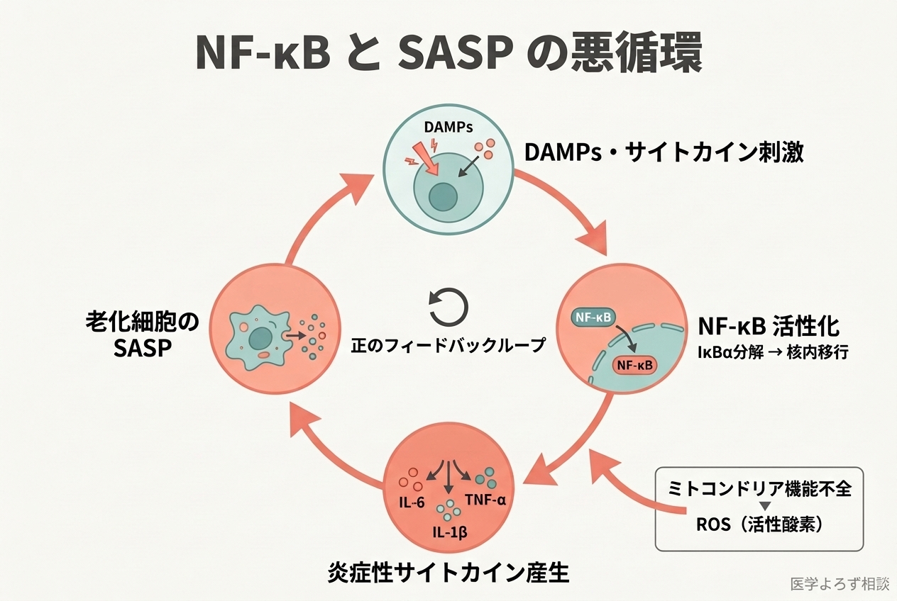 NF-κBとSASPの悪循環を示すサイクル図