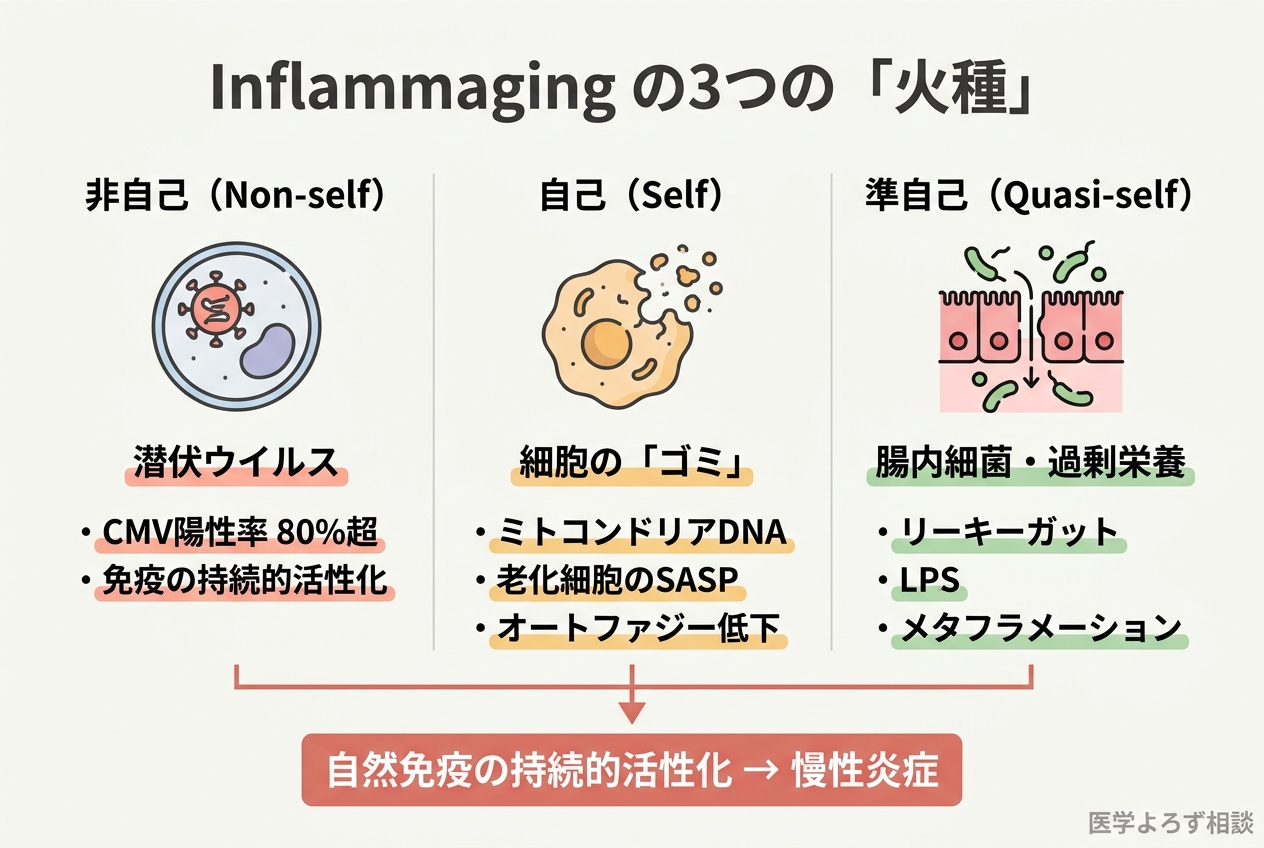Inflammagingの3つの火種を示す図