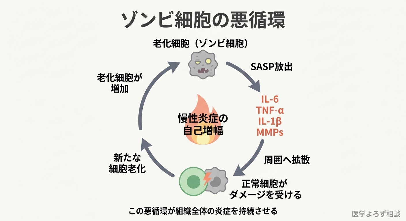 細胞老化→SASP放出→周囲の細胞ダメージ→新たな細胞老化の悪循環サイクル
