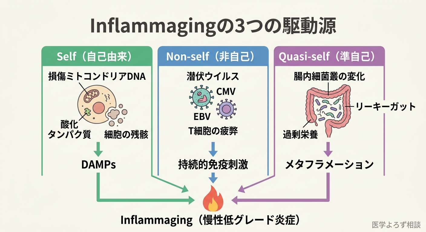 Inflammagingの3つの駆動源：Self（自己由来の分子ゴミ）、Non-self（潜伏ウイルス）、Quasi-self（腸内細菌・栄養素）