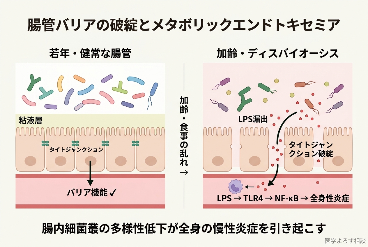 加齢に伴う腸管バリアの破綻とLPSの血中漏出のメカニズム図