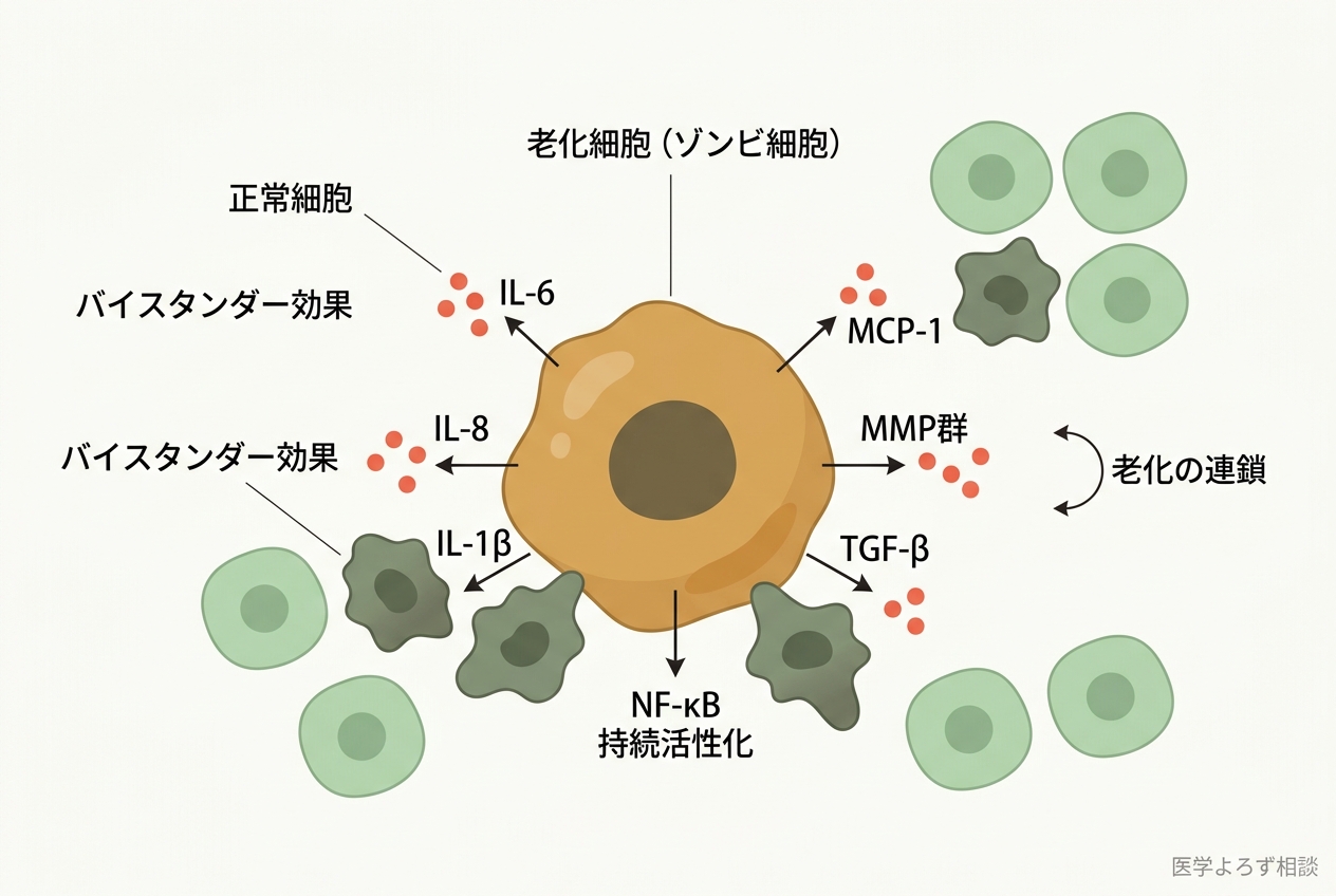 老化細胞がSASPを通じて炎症性サイトカインを分泌するメカニズムの図解