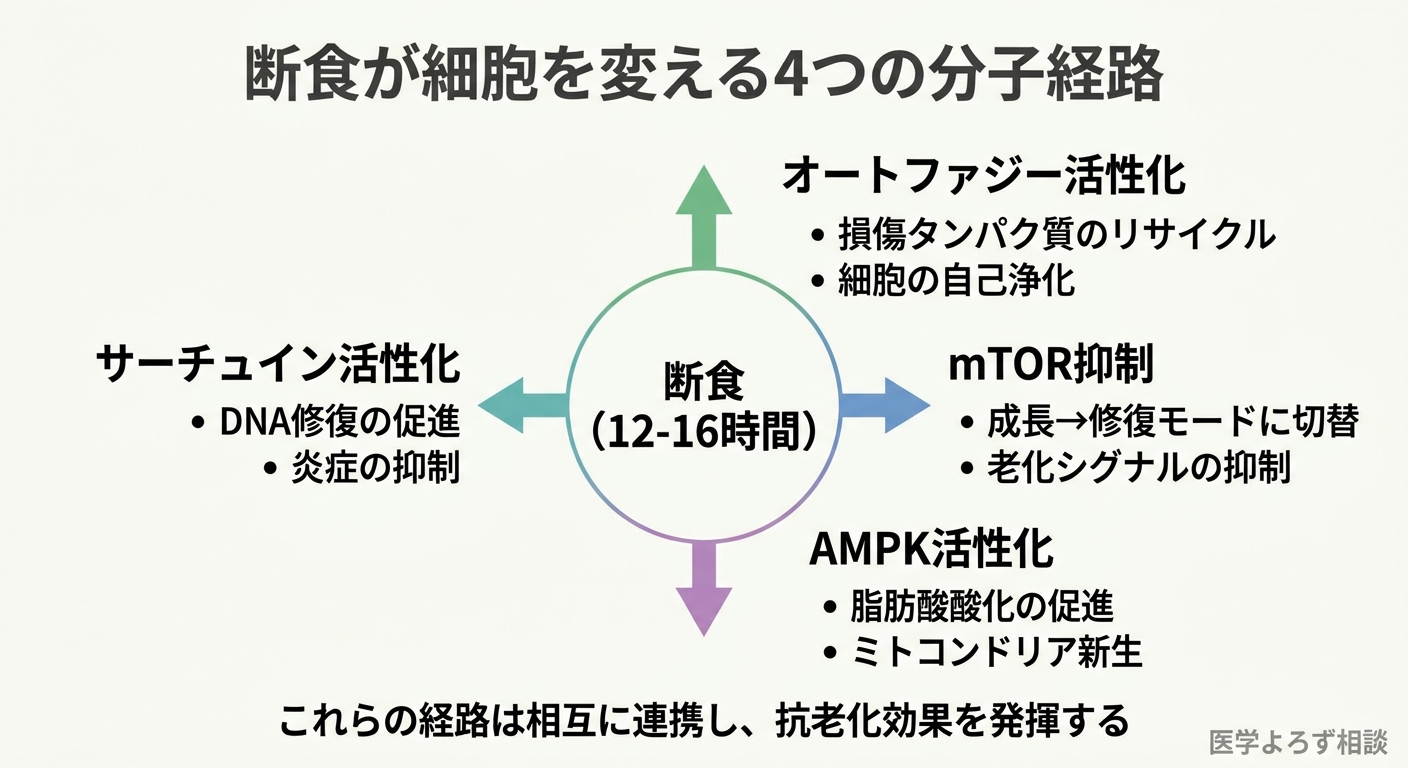 間欠的断食の4つの分子メカニズム（オートファジー・mTOR・AMPK・サーチュイン）