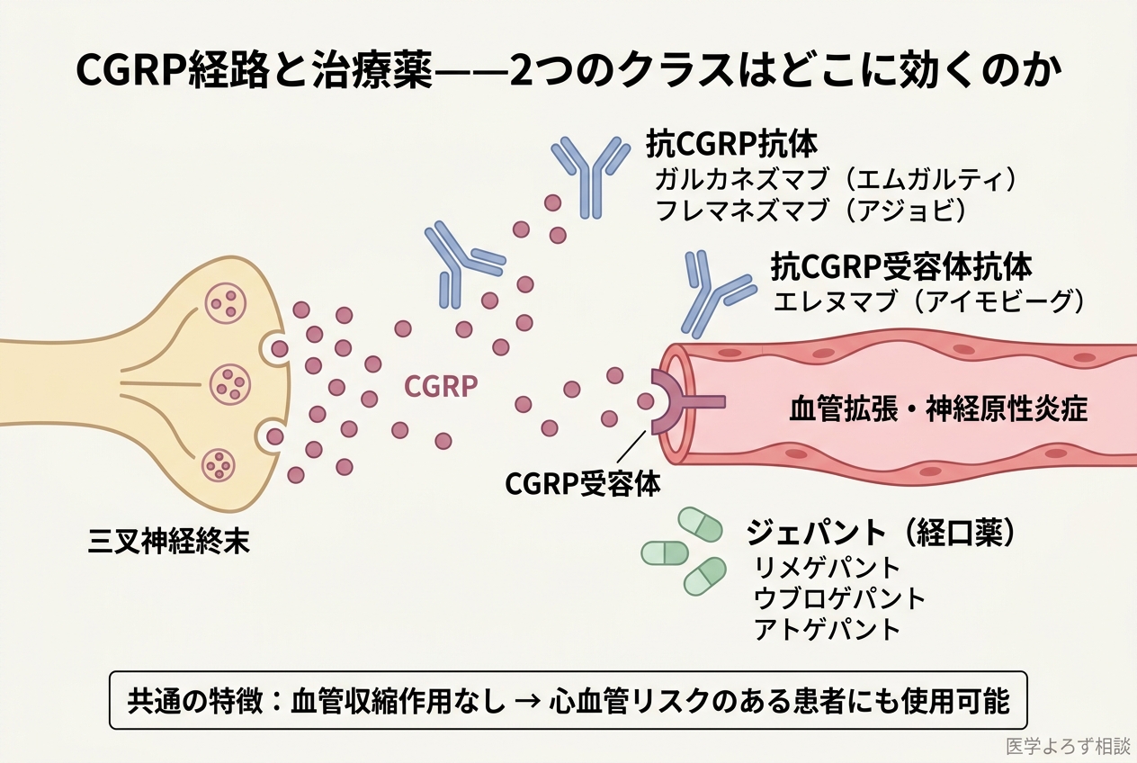 CGRP経路と治療薬の作用点を示す模式図。三叉神経終末からのCGRP放出、CGRP受容体への結合、そしてモノクローナル抗体とジェパントのそれぞれの阻害ポイントを図示