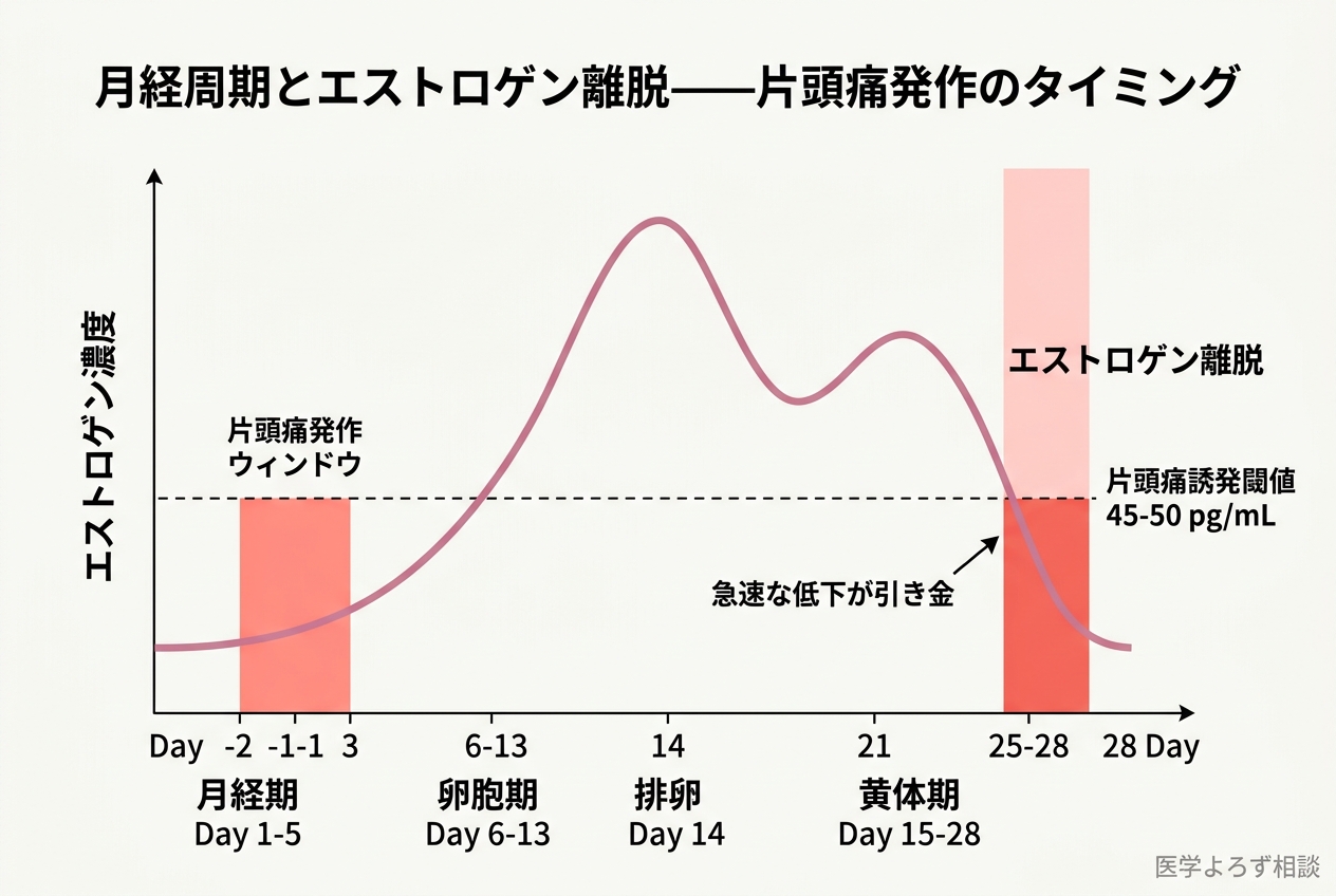 月経周期におけるエストロゲン濃度の変動と片頭痛発作のタイミングを示すグラフ。排卵後の黄体期後半にエストロゲンが急降下する時期と片頭痛発作ウィンドウが重なることを図示
