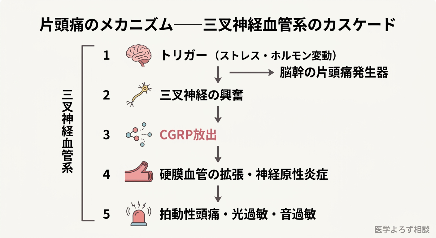 三叉神経血管系と片頭痛のメカニズムを示す模式図。三叉神経の興奮、CGRP放出、硬膜血管の拡張、神経原性炎症のカスケードを段階的に図示