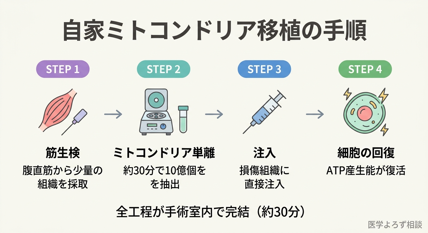 自家ミトコンドリア移植の手順フローチャート。筋生検から単離、注入までの流れを示す