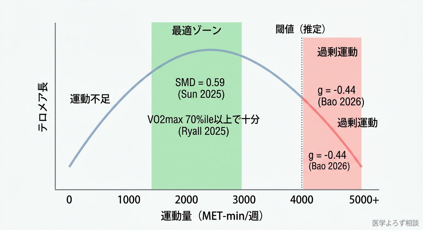 運動量とテロメア長の逆U字型関係：最適ゾーンと過剰運動による短縮リスクを示すグラフ