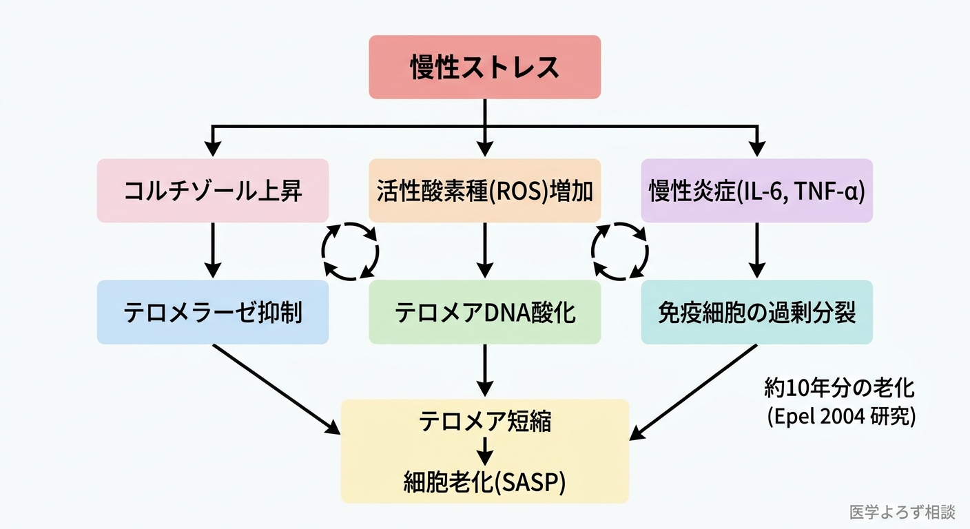 慢性ストレスがテロメアを短縮させる3つの経路：コルチゾール上昇、活性酸素種増加、慢性炎症の正のフィードバックループ