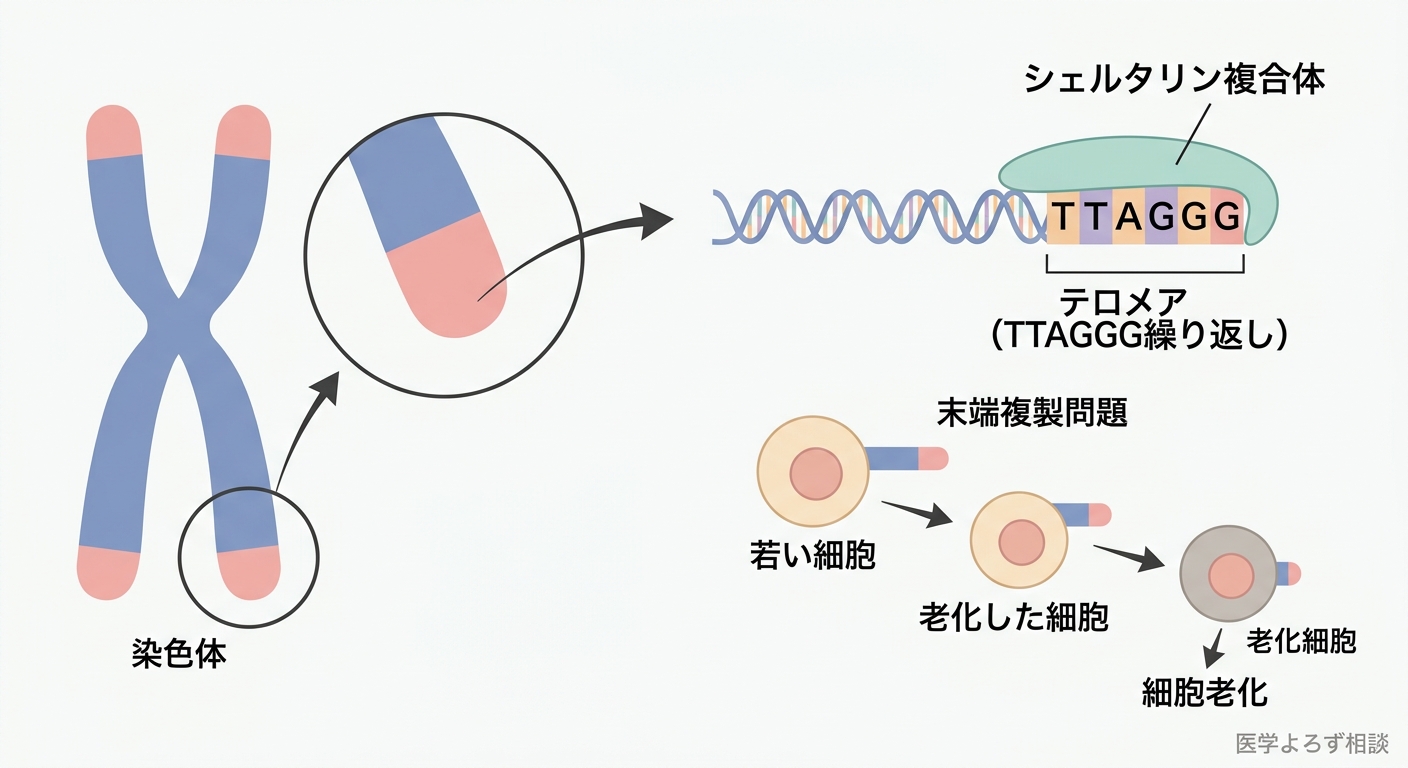 テロメアの構造：染色体末端のTTAGGG繰り返し配列、シェルタリン複合体、末端複製問題による段階的短縮を示す図解